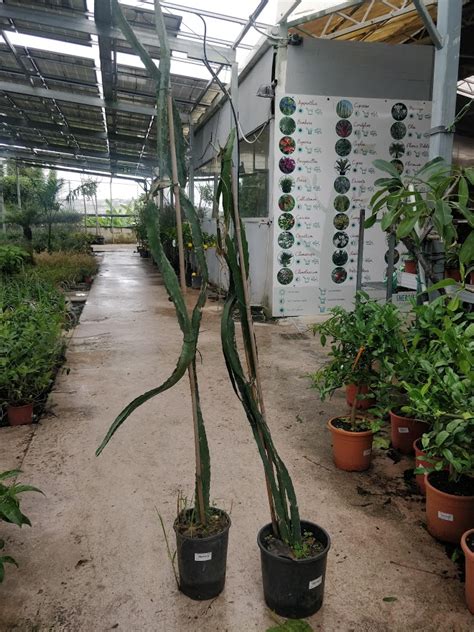 Pitaya usually refers to fruit of the genus stenocereus, while pitahaya or dragon fruit refers to fruit of the genus selenicereus (formerly hylocereus), both in the family cactaceae. Pitaya - Dragon Fruit Tree - Sherries Estates