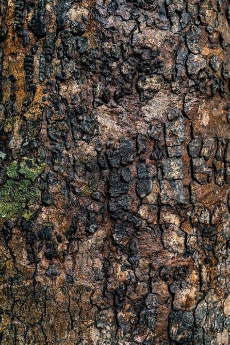 The Bark Surface Of A Tree In The Forest Stock Image Image Of