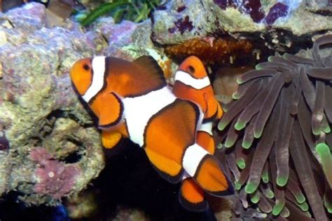 Räumliche anordnung von genen auf einem die erstellung einer genkarte ist der entscheidende erste schritt zur identifizierung von. Findet Nemos Genom - Forscher erstellen Genkarte des ...