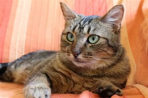 Domestic Shorthair Cat A Complete Guide Pets Nurturing