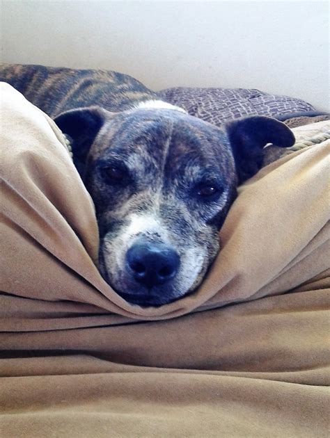 Grey Muzzle Organization Grants 225k In Funding For Senior Dog