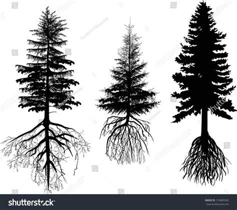 34038 Afbeeldingen Voor Pine Trees With Roots Afbeeldingen Stockfoto