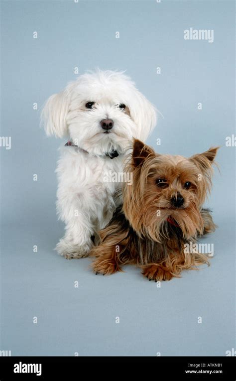 Maltese And Yorkshire Terrier Stock Photo Alamy