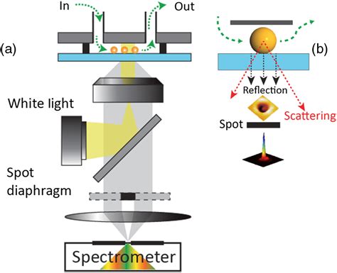 A Reflected Light Microscopy Setup Using An Imaging Spectrometer B