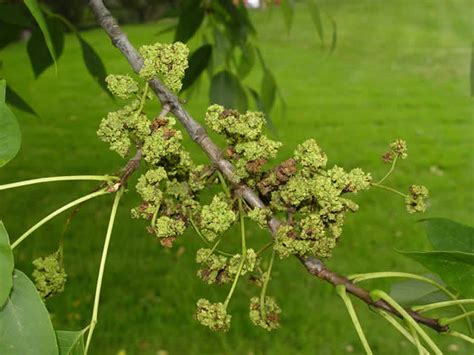 Ash Flower Gall Bismarck Nd Official Website