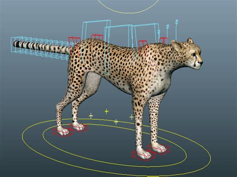 3d cheetah models download , free cheetah 3d models and 3d objects for computer graphics applications like advertising, cg works, 3d visualization, interior design, animation and 3d game, web and any other field related to 3d design. Cheetah Running Rig 3d model Maya files free download ...