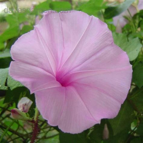 Plantfiles Pictures Ipomoea Species Morning Glory Brazilian Morning