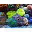 Hammer Coral Care  Keeping And Caring For Your Corals