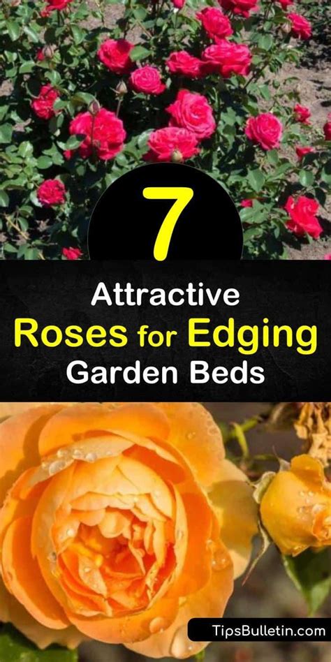 These full sun perennials will thrive in a garden with lots of light. 7 Attractive Roses for Edging Garden Beds in 2020 | Garden ...
