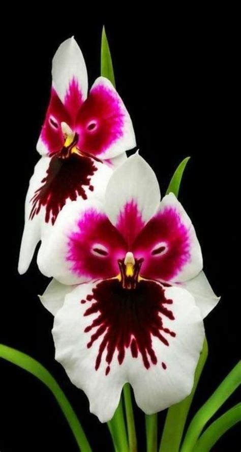 72 Best Rarest Orchids In The World Images On Pinterest Beautiful Flowers Rare Flowers And