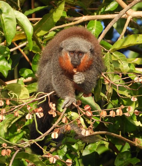 New Monkey Species From Brazilian Amazons Arc Of Deforestation Joins