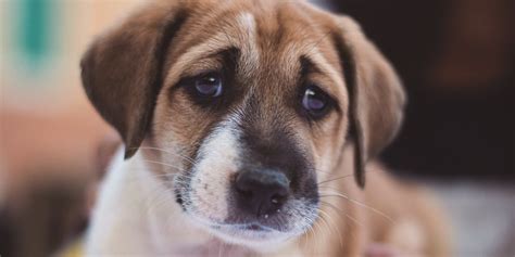 ¿por QuÉ Mi Perro Llora Cuando Salgo De Casa Soy Fanimal