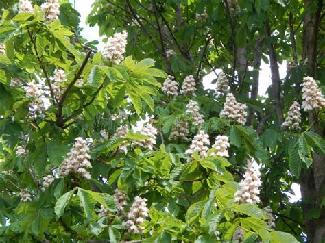 Flowering Chestnut Tree In Spring In The Area Of Talkau Stock Image