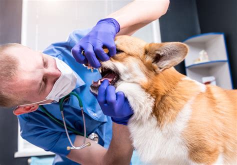 A Pet Owners Guide To Mouth Cancer In Dogs Causes Symptoms And