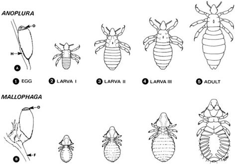 Cattle Lice Life Cycle Livestock Cattle