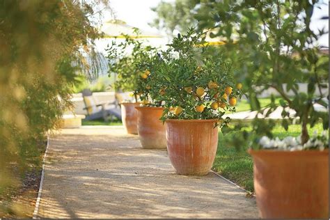Lemon Tree Lined Walkwayok With Images Potted Plants Patio