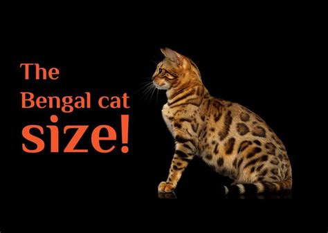 The Bengal Cat Size How Big Will A Full Grown Bengal Cats Can Get