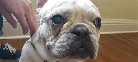 How To Treat French Bulldog Eye Problems