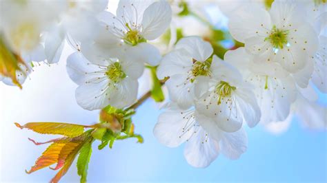 흰 매화 꽃 꽃 나뭇 가지 봄 배경 화면 1920x1080 배경 화면 다운로드
