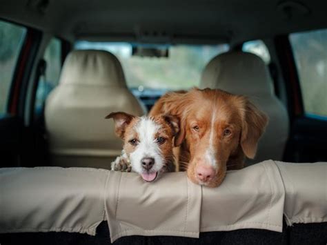 5 Things To Consider When Taking A Road Trip With Your Dog