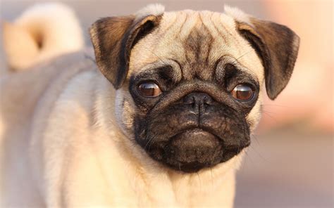 Fawn Pug Puppy Hd Wallpaper Wallpaper Flare