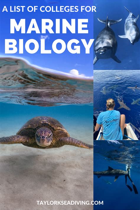 List Of Marine Biology Colleges A Guide For Aspiring Marine
