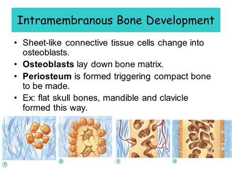 Skeletal System Chapter Bones Skeletal Organization Ppt Download