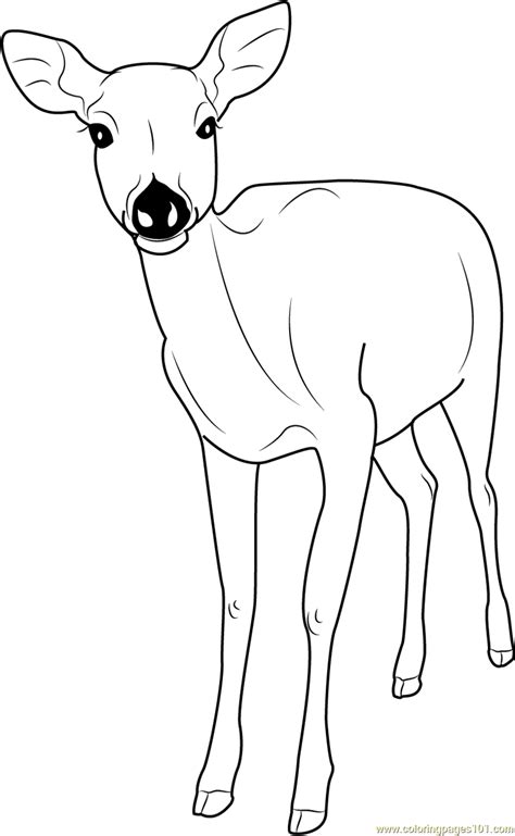 Deer Coloring Pages - Kidsuki