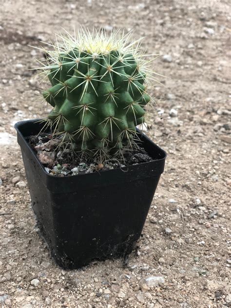 Plants that bloom in the fall or early winter (like christmas cactus) can be encouraged to bloom or even forced to bloom out of season by covering. Golden Barrel Cactus