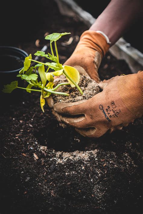 Planting Trees Pictures | Download Free Images on Unsplash