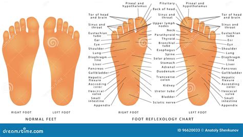 Foot Reflexology Chart Stock Vector Illustration Of Physical 96620033
