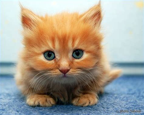 Its Hd Animals Funny Wallpapers Cute Baby Kittens
