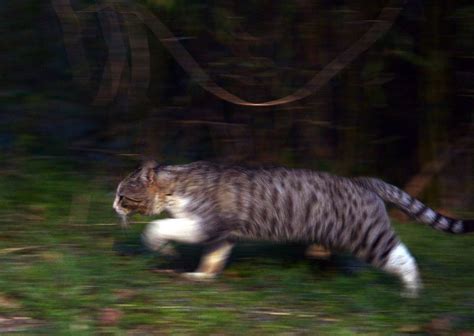 Study Finds That Feral Cats Now Cover Nearly 100 Of Australia