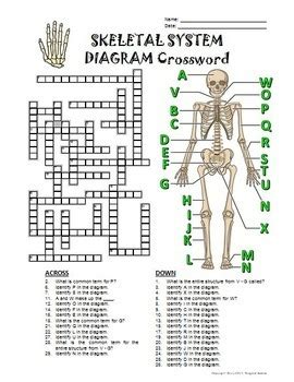 We hope that the following list of synonyms for the word anatomy will help you to finish your crossword today. Skeletal System Crossword with Diagram {Editable} by Tangstar Science