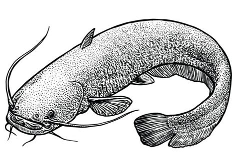 Want to discover art related to catfish? Catfish Illustrations, Royalty-Free Vector Graphics & Clip ...