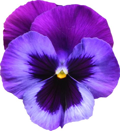 Png Violets Flowers Transparent Violets Flowerspng Images Pluspng