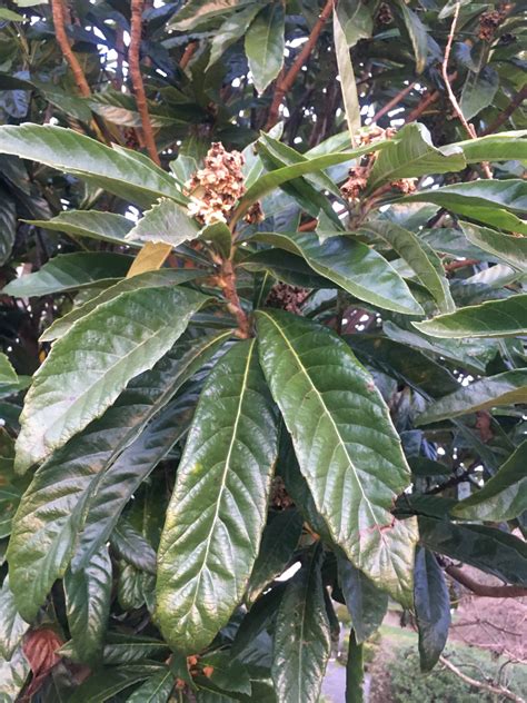 Eriobotrya Japonica Xera Plants