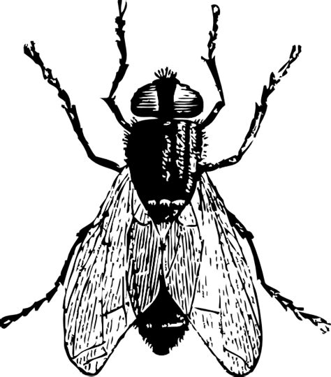 Fly Clip Art at Clker.com - vector clip art online, royalty free