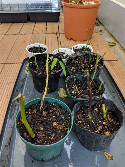 How to start rose clippings? Why are my rose cuttings slowly turning black? They have ...