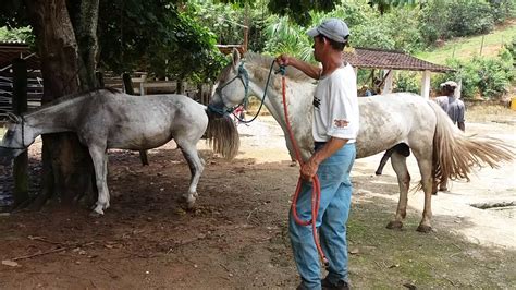 Quero Ver Sexo De Animal