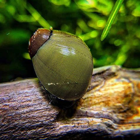 Nerite Snails Guide Types Care Food Tips