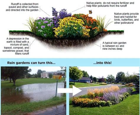 How To Build A Rain Garden Tips Rain Garden For Success