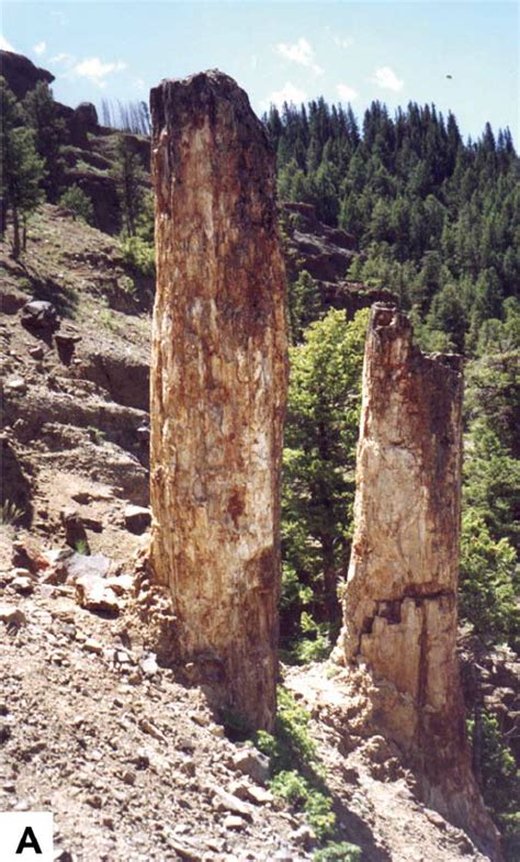 A In Situ Fossil Tree Stump In Yellowstone National Park Note Steep
