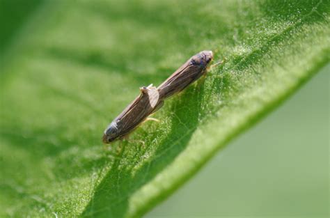 Not when there are 100 zillion of you. The Bugs in the Backyard: Buzzing