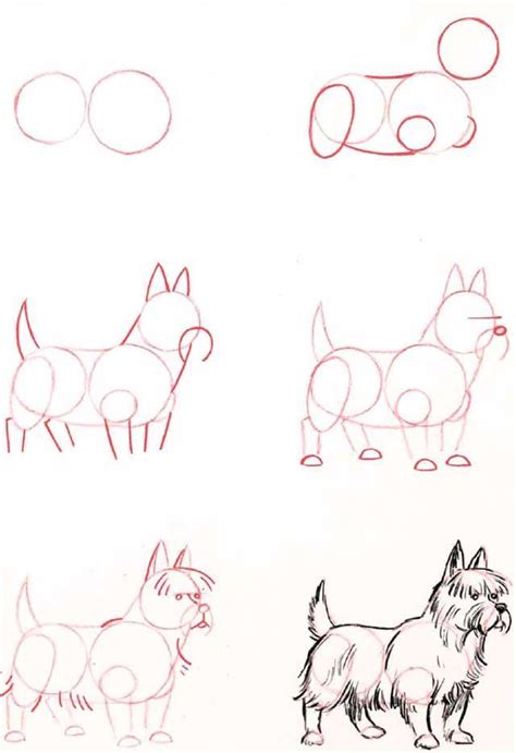 Learn How To Draw Terrier ♥ © Animal Drawings Drawings Art Drawings