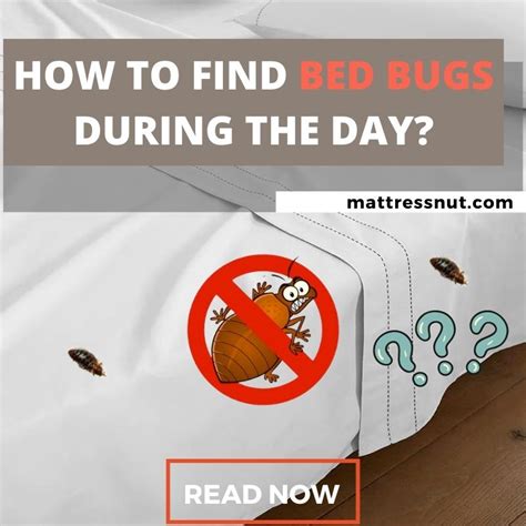 How To Find Bed Bugs During The Day Our Detection Techniques