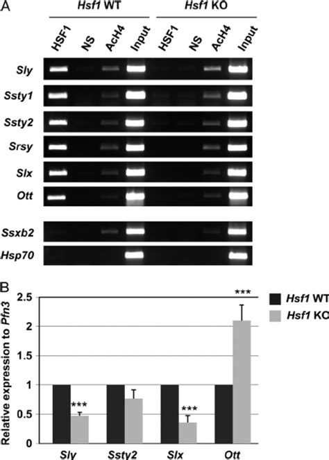 Hsf1 Is A Transcriptional Regulator Of Sex Chromosomal Multicopy Genes Download Scientific
