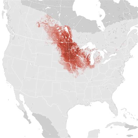 Sedge Wren Abundance Map Breeding Ebird Status And Trends