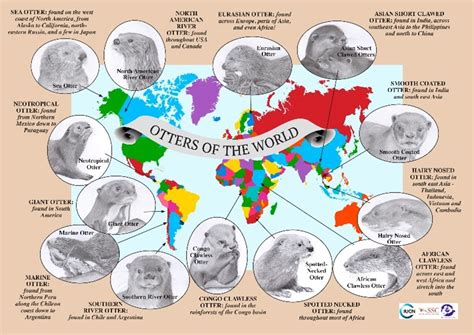 Signs of Otters? Our Secret Neighbors