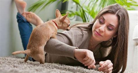 Why Does My Dog Hump Me 5 Main Reasons — Naive Pets